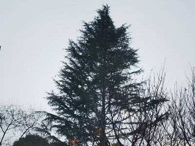 ���Ԙ�ľ�I�������k���h(hu��n)��